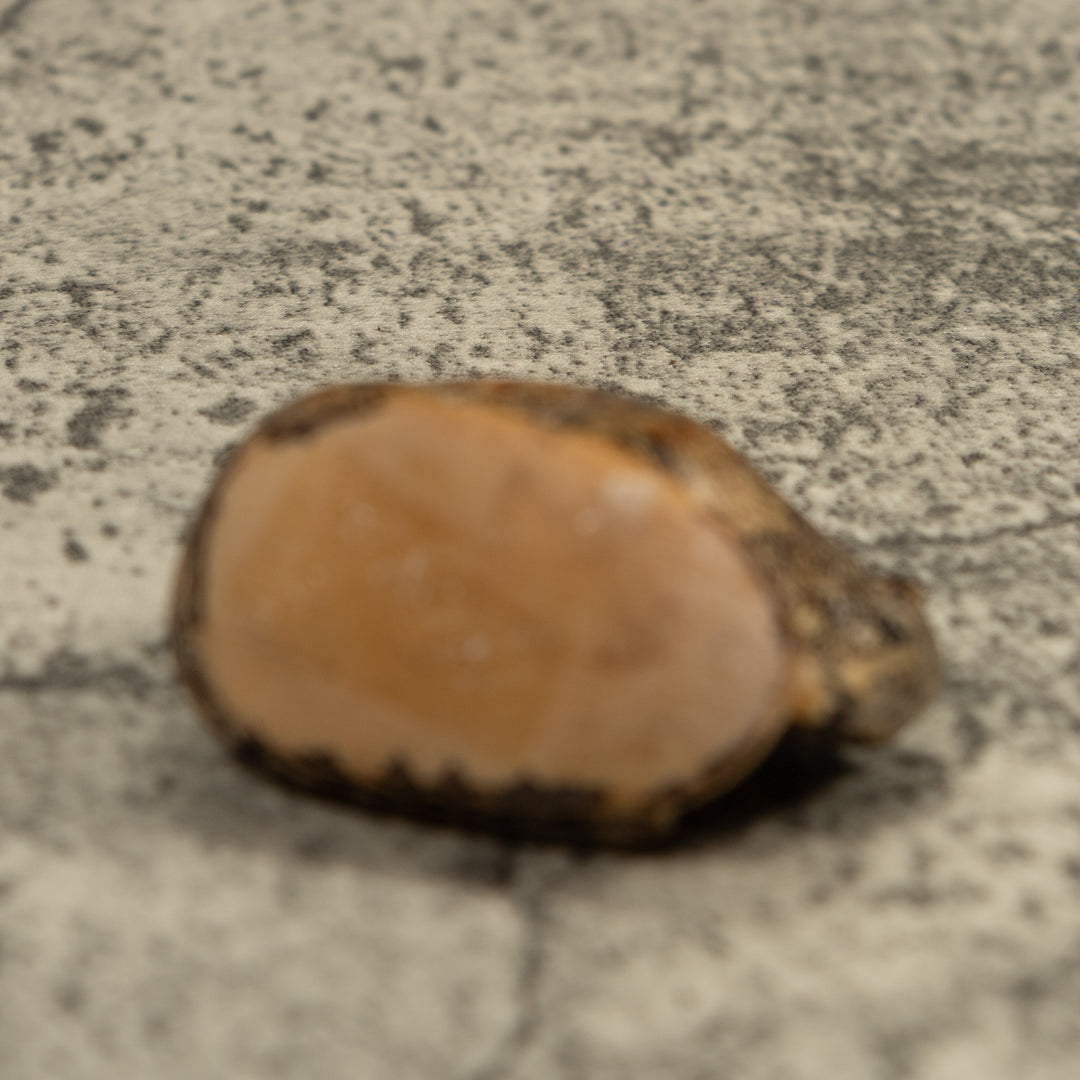 Vintage Coatmundi Tagua Carving