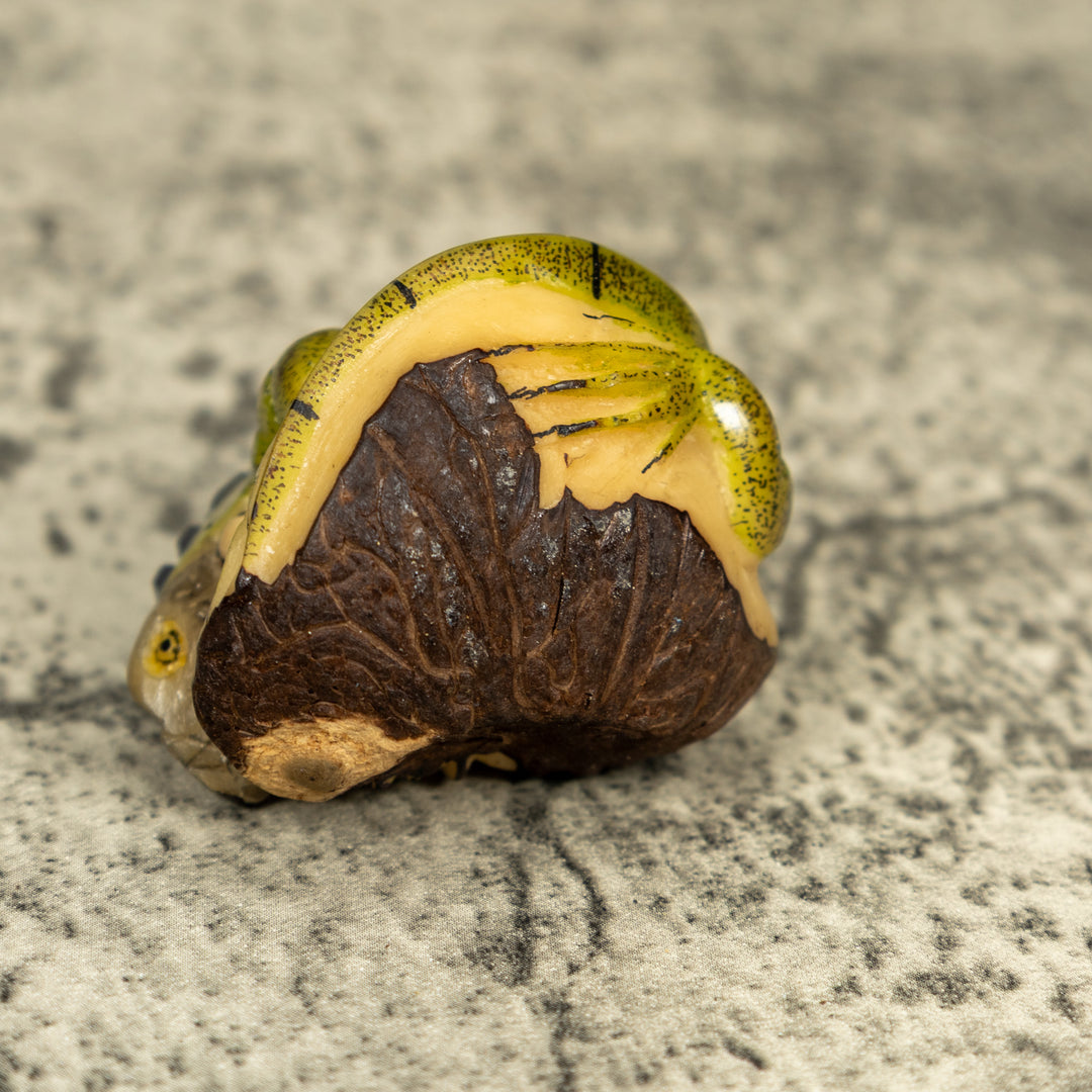 Green Iguana Lizard Tagua Carving