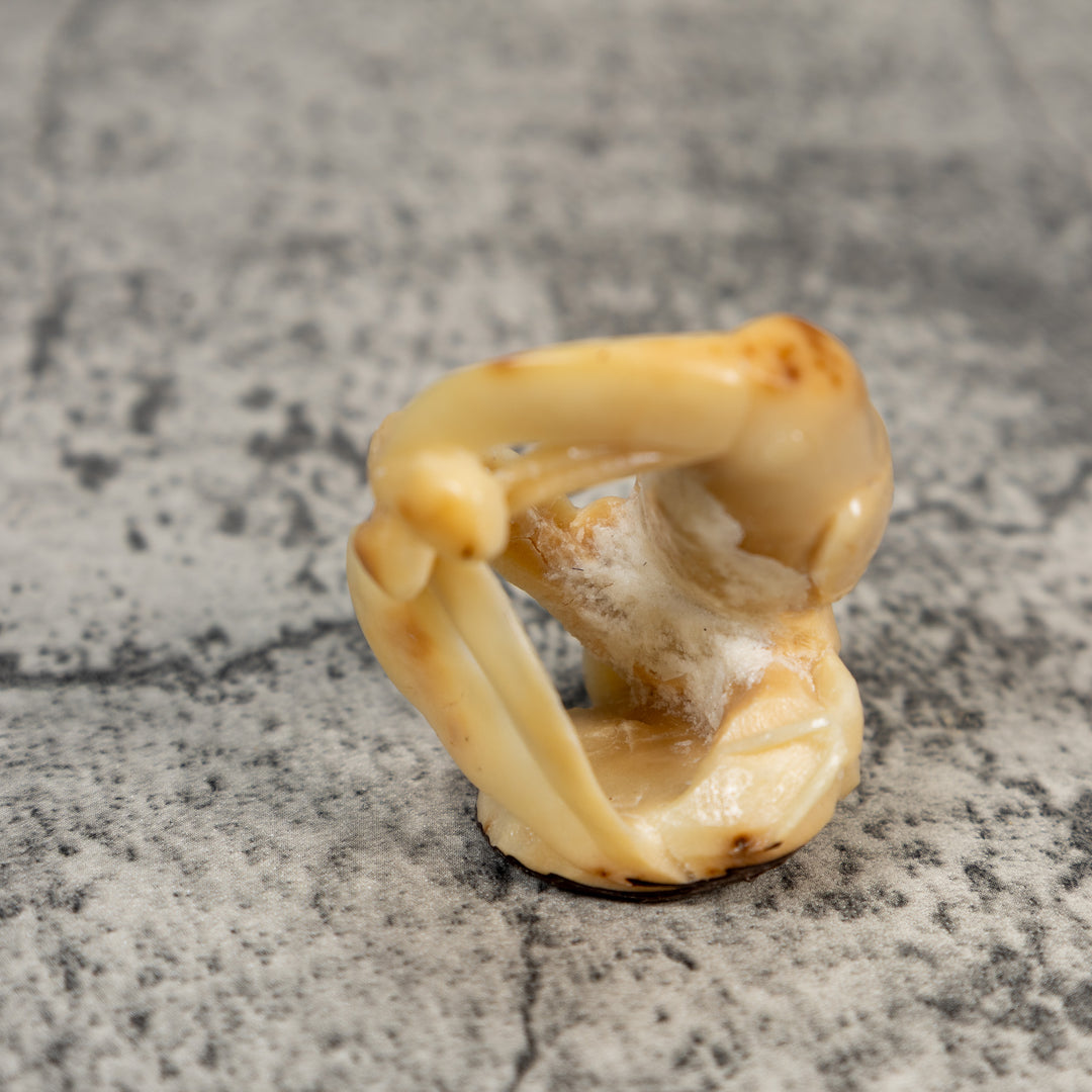 Vintage Natural White Toucan Parrot Bird Tagua Carving