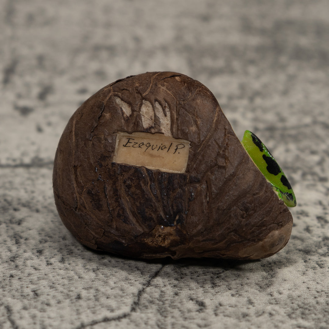 Poison Dart Frog Tagua Carving