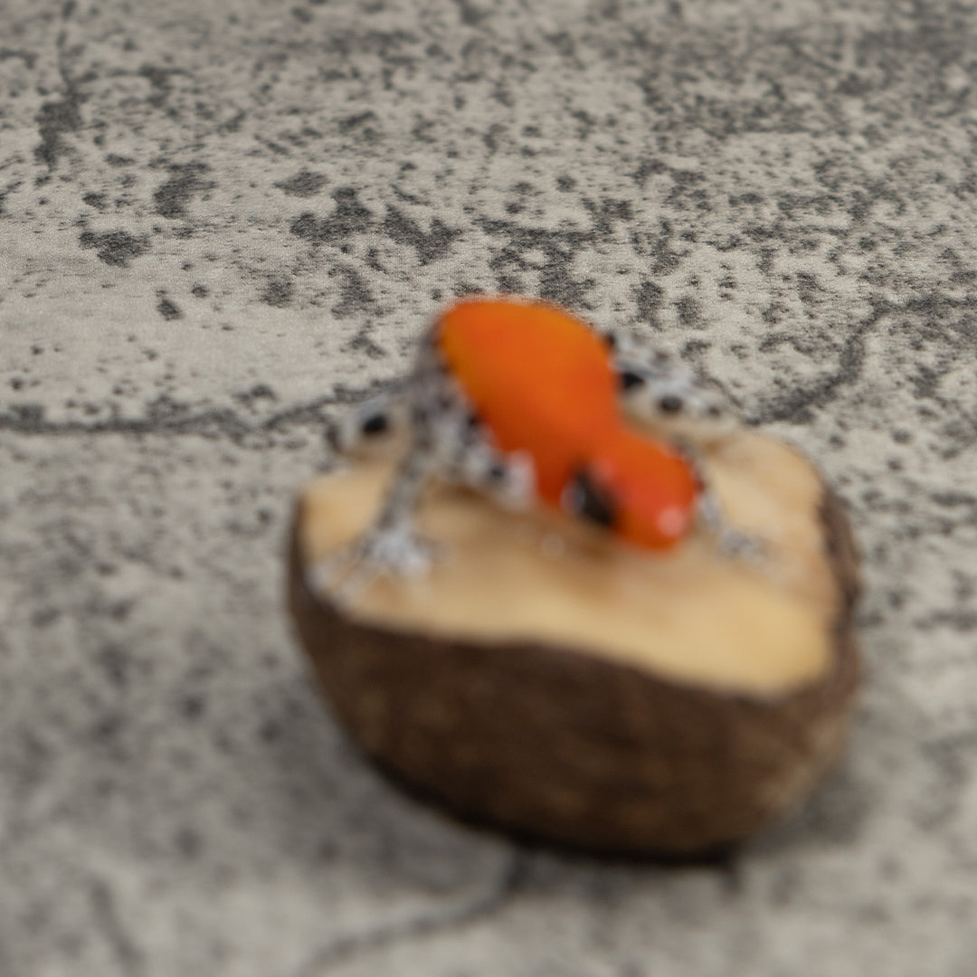 Poison Dart Frog Tagua Carving