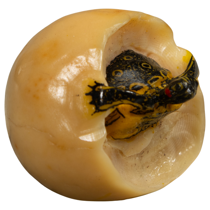 Turtle And Egg Tagua Carving