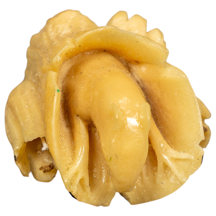 Natural White Neque Agouti And Wood Log Tagua Carving