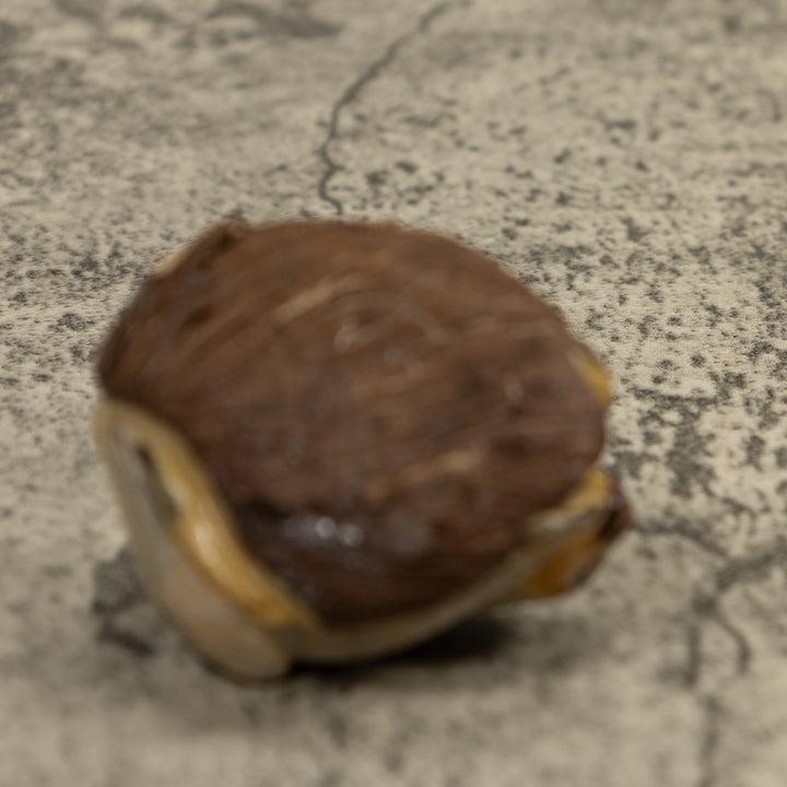 Gray Brown Sloth Tagua Carving