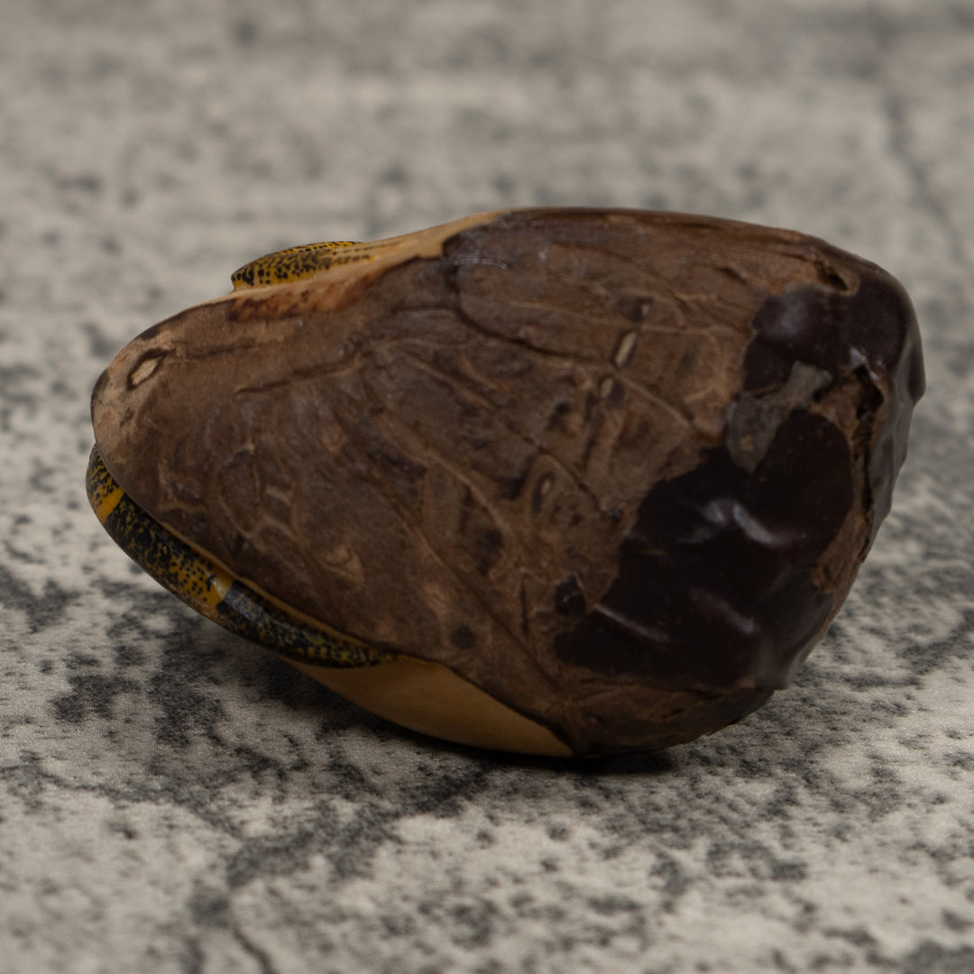 Iguana Lizard Reptile Tagua Carving