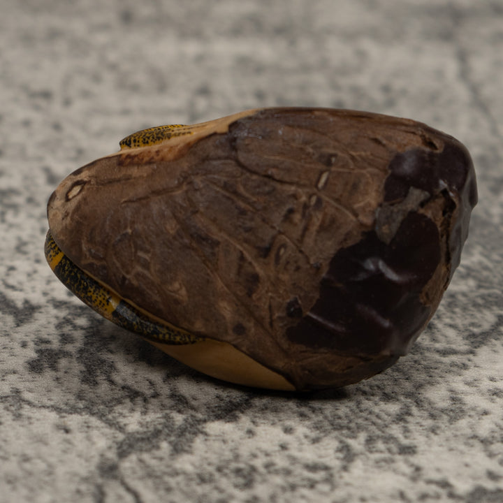 Iguana Lizard Reptile Tagua Carving