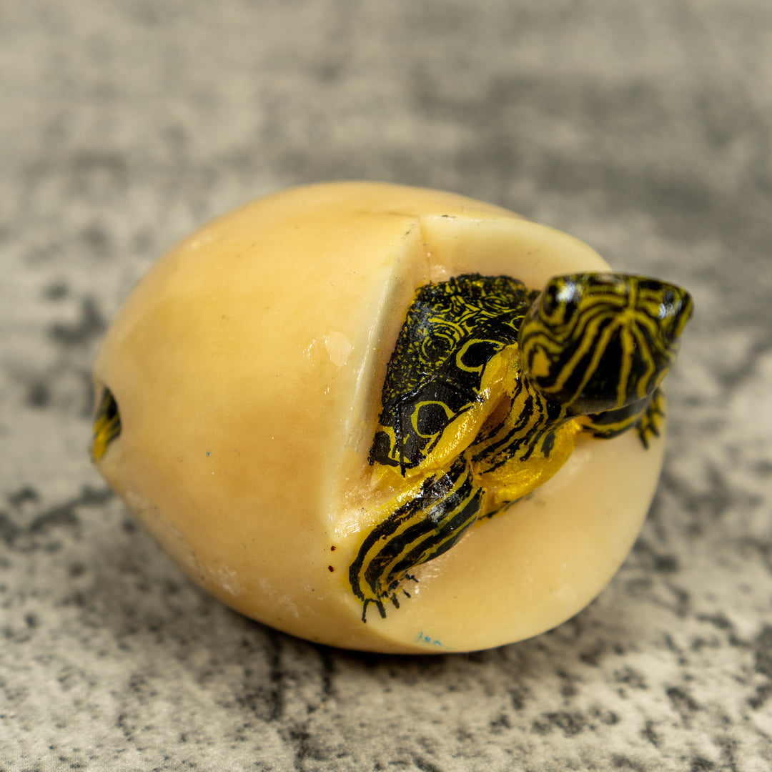 Tortoise Turtle Emerging From Egg Tagua Carving