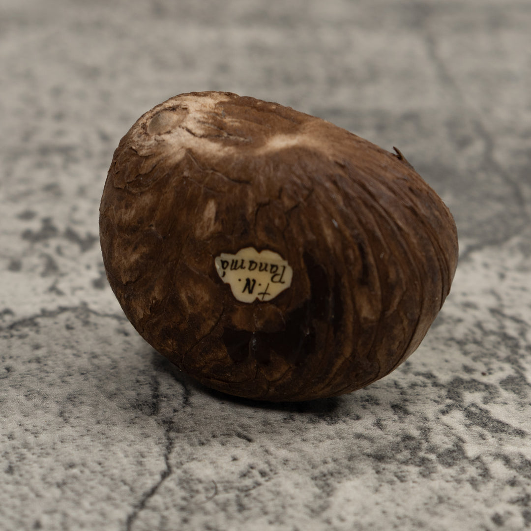 Vintage Green And Black Poison Dart Frog Tagua Carving