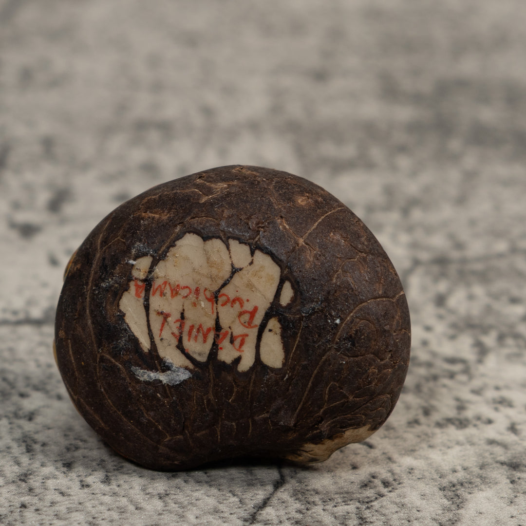 Gold And Black Poison Dart Frog Tagua Carving