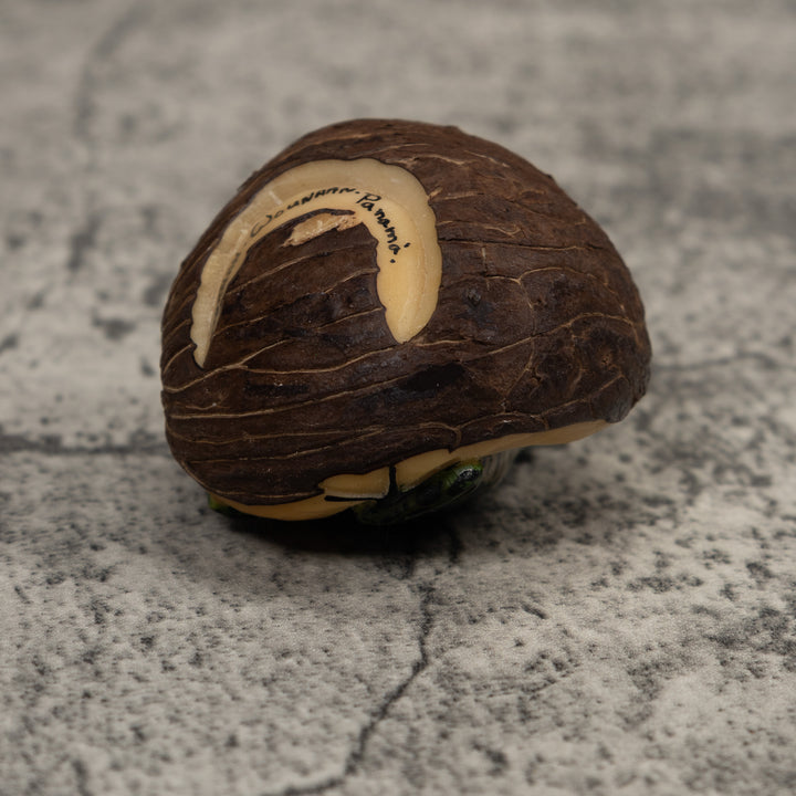 Poison Dart Frog Tagua Carving