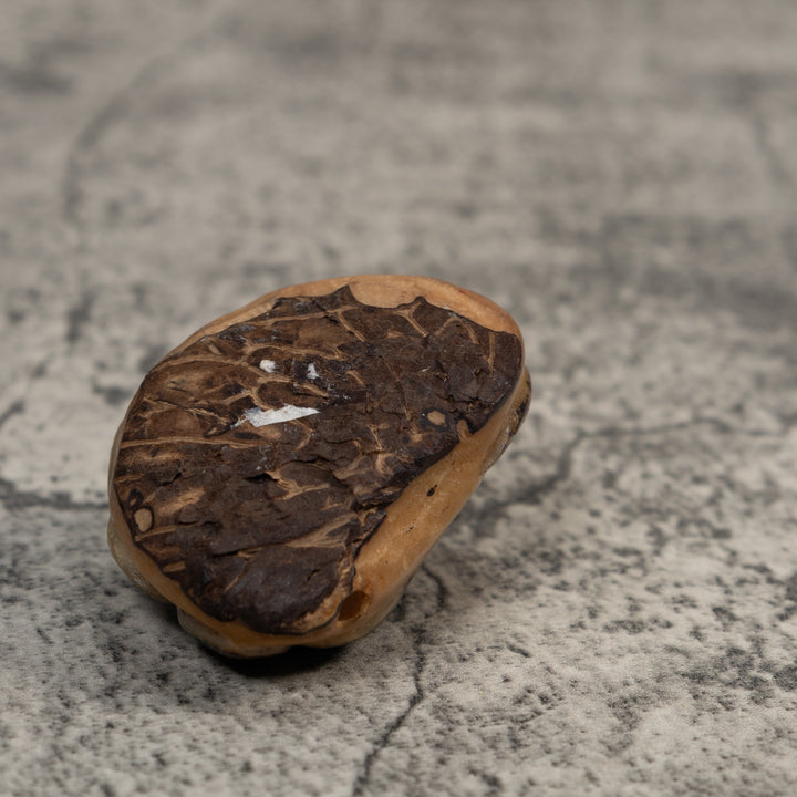 Vintage Stingray Fish Tagua Carving