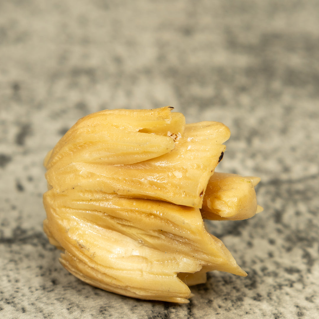 Natural White Neque Agouti And Wood Log Tagua Carving