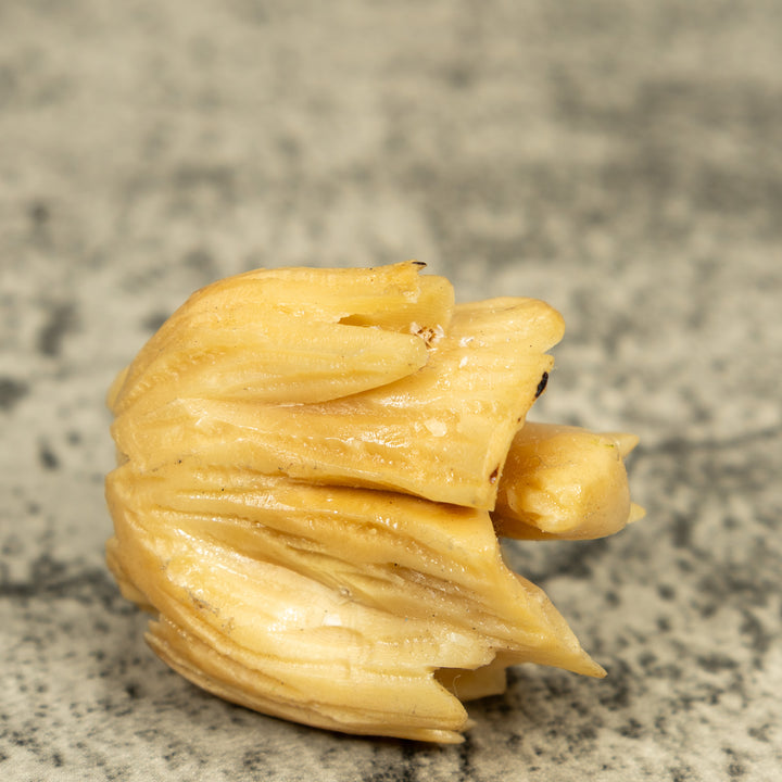 Natural White Neque Agouti And Wood Log Tagua Carving