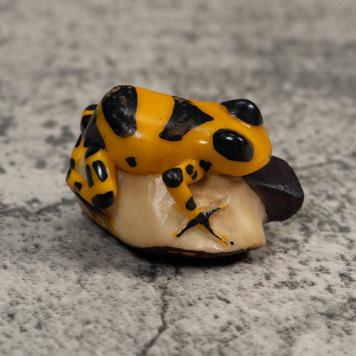 Gold And Black Poison Dart Frog Tagua Carving