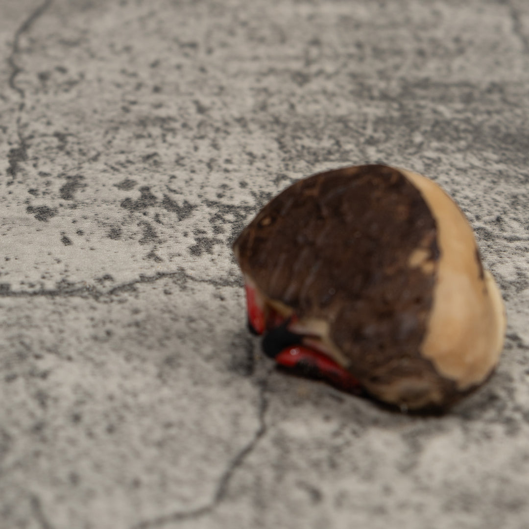 Black And Red Frog Tagua Carving