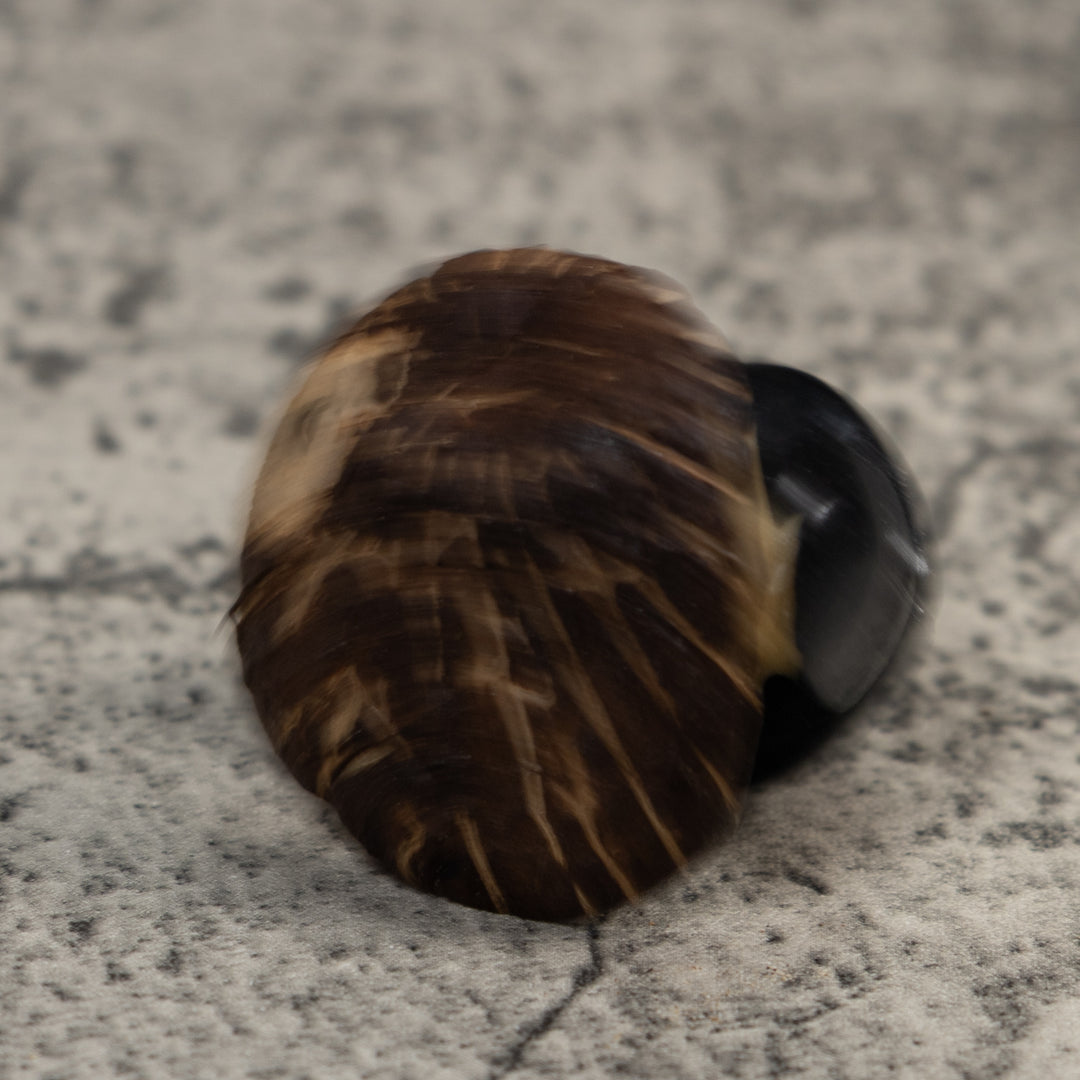 Vintage Black And White Rainforest Bird Tagua Carving