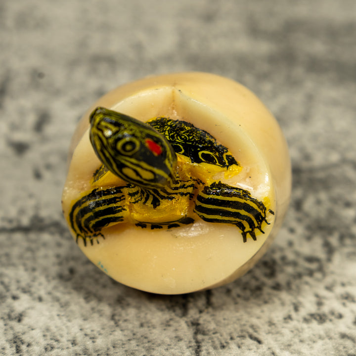 Tortoise Turtle Emerging From Egg Tagua Carving