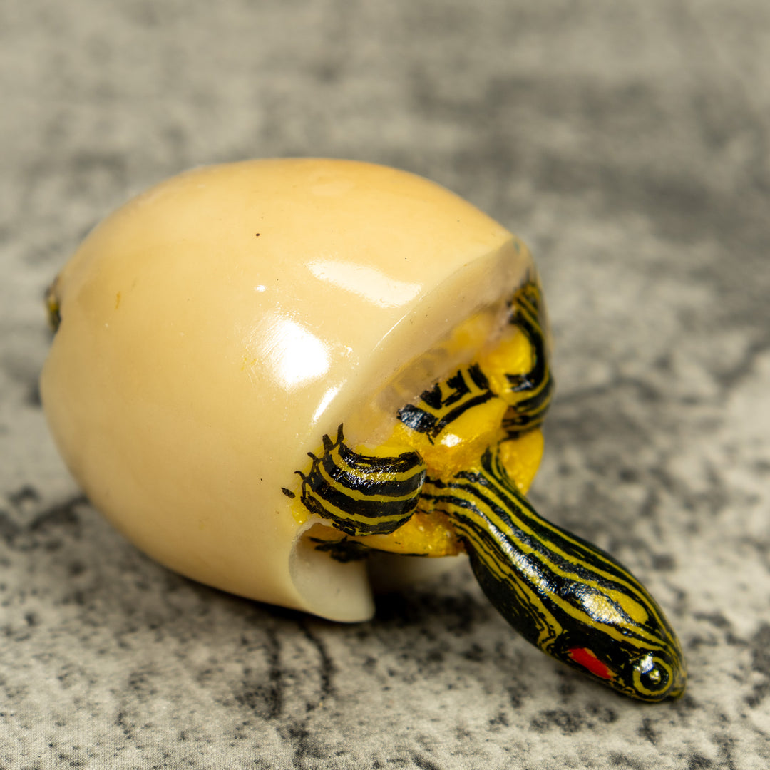 Tortoise Turtle Emerging From Egg Tagua Carving