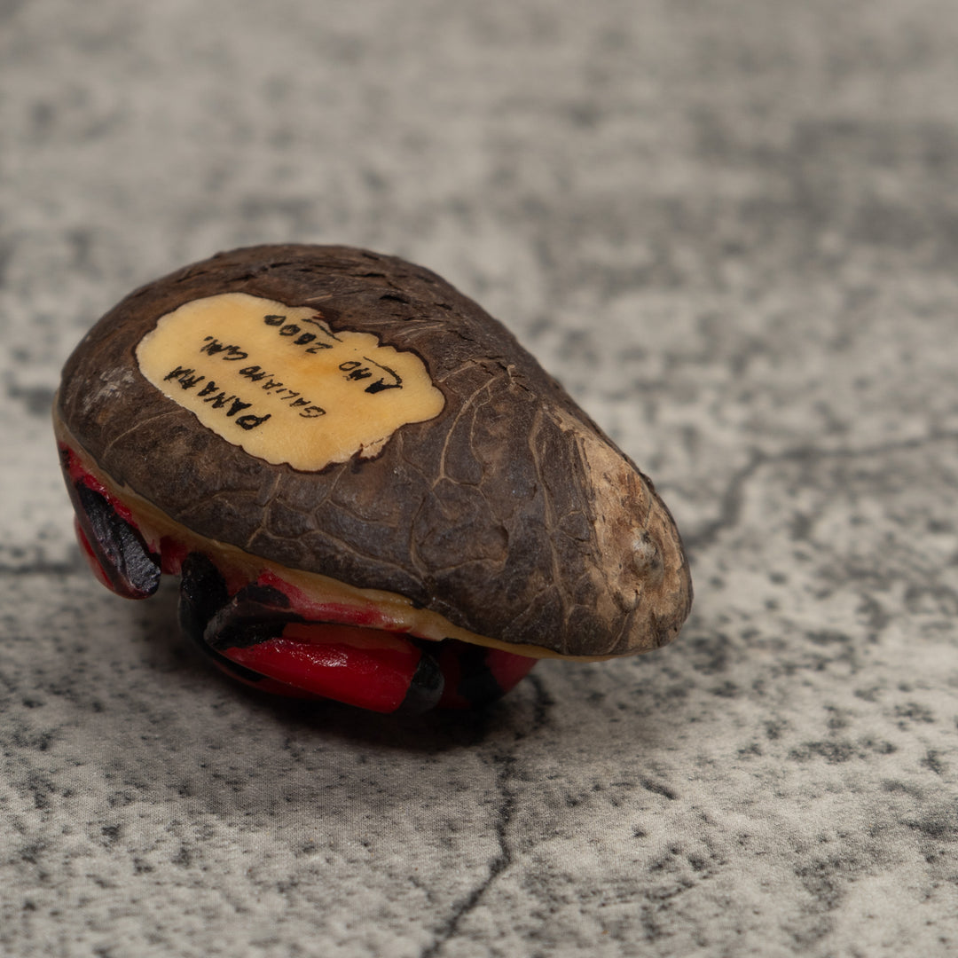 Poison Dart Frog Tagua Carving
