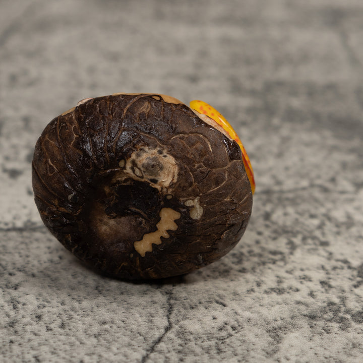 Vintage Gold Red And Black Frog Tagua Carving