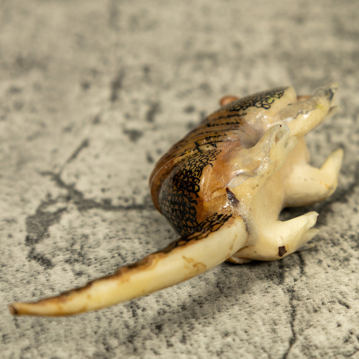 Vintage Armadillo Tagua Carving