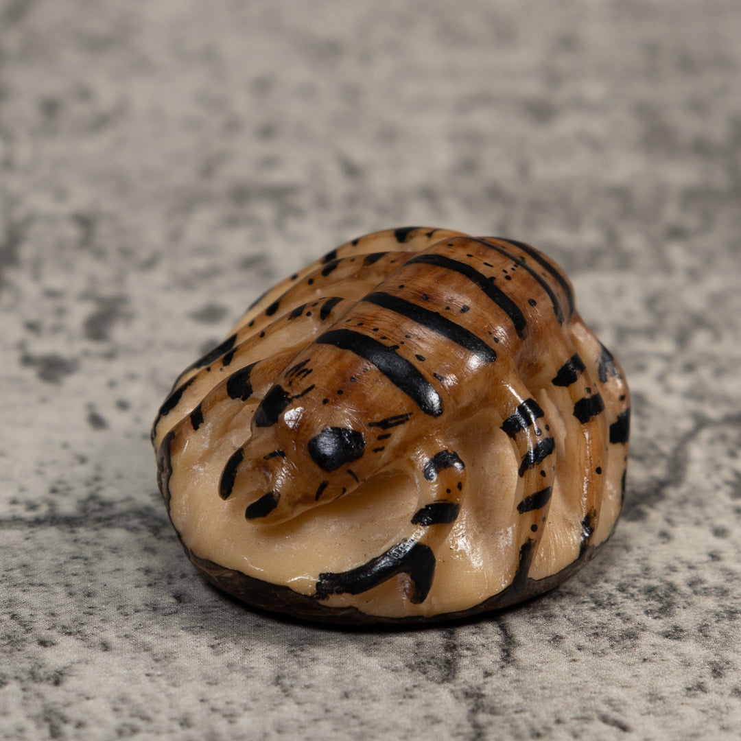 Vintage Brown And Black Insect Tagua Carving