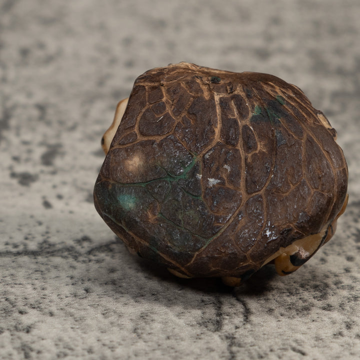 Vintage Brown And Black Insect Tagua Carving