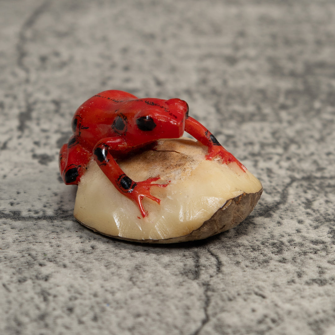 Black And Red Poison Dart Frog Tagua Carving