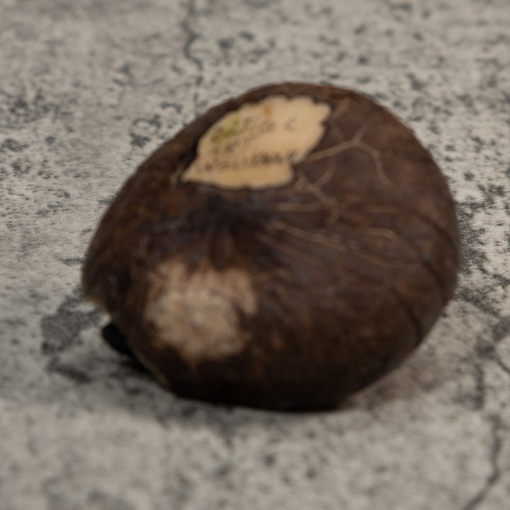 Vintage Red And Black Poison Dart Frog Tagua Carving