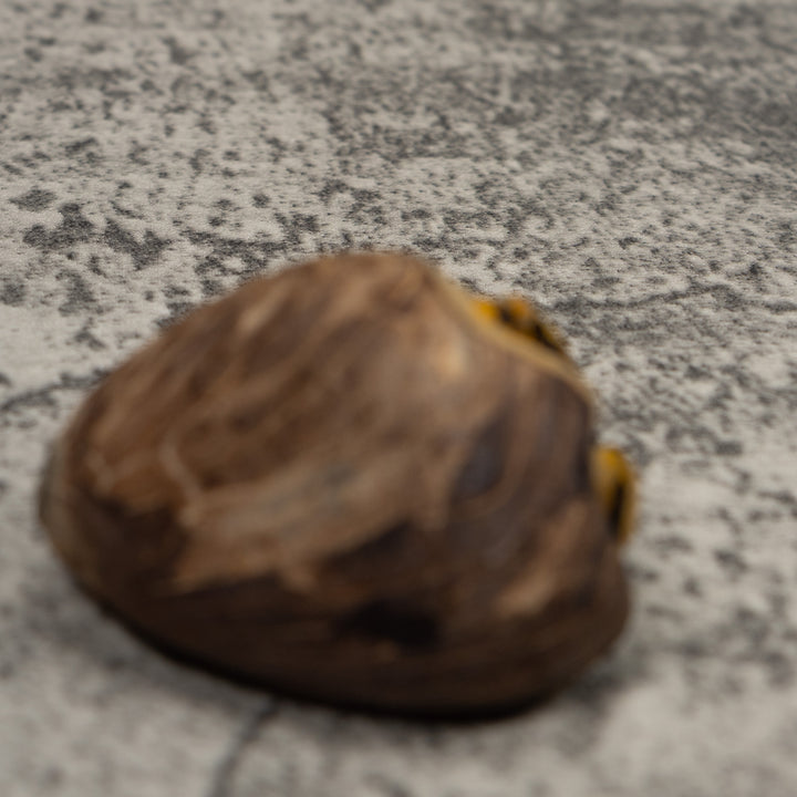 Gold White And Black Frog Tagua Carving