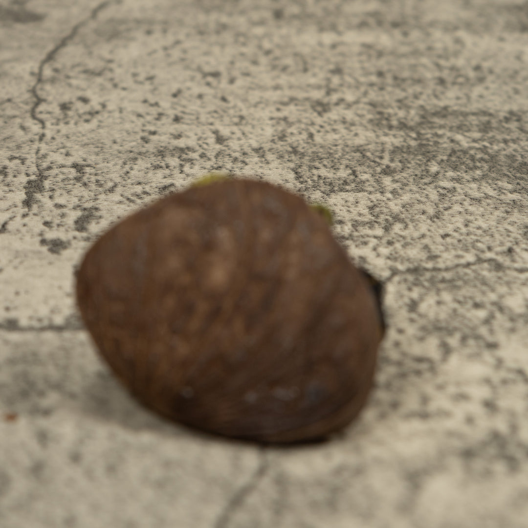 Poison Dart FrogTagua Carving