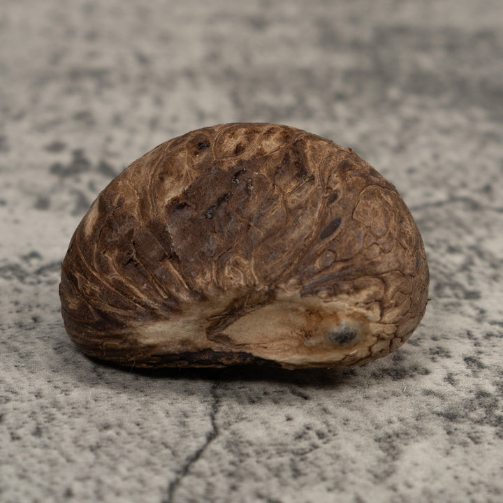 Poison Dart Frog Tagua Carving