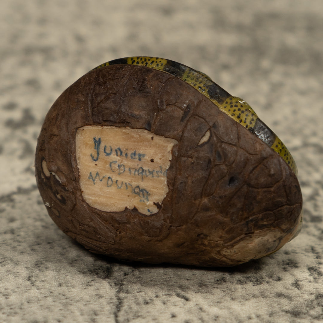 Vintage Iguana Lizard Reptile Tagua Carving