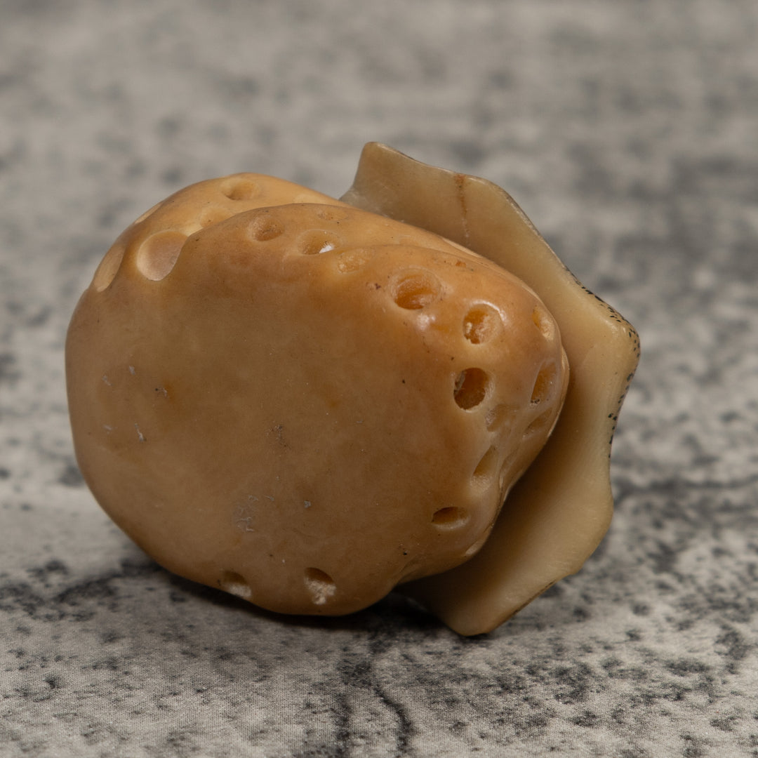 Ocean Stingray Coral Reef Tagua Carving
