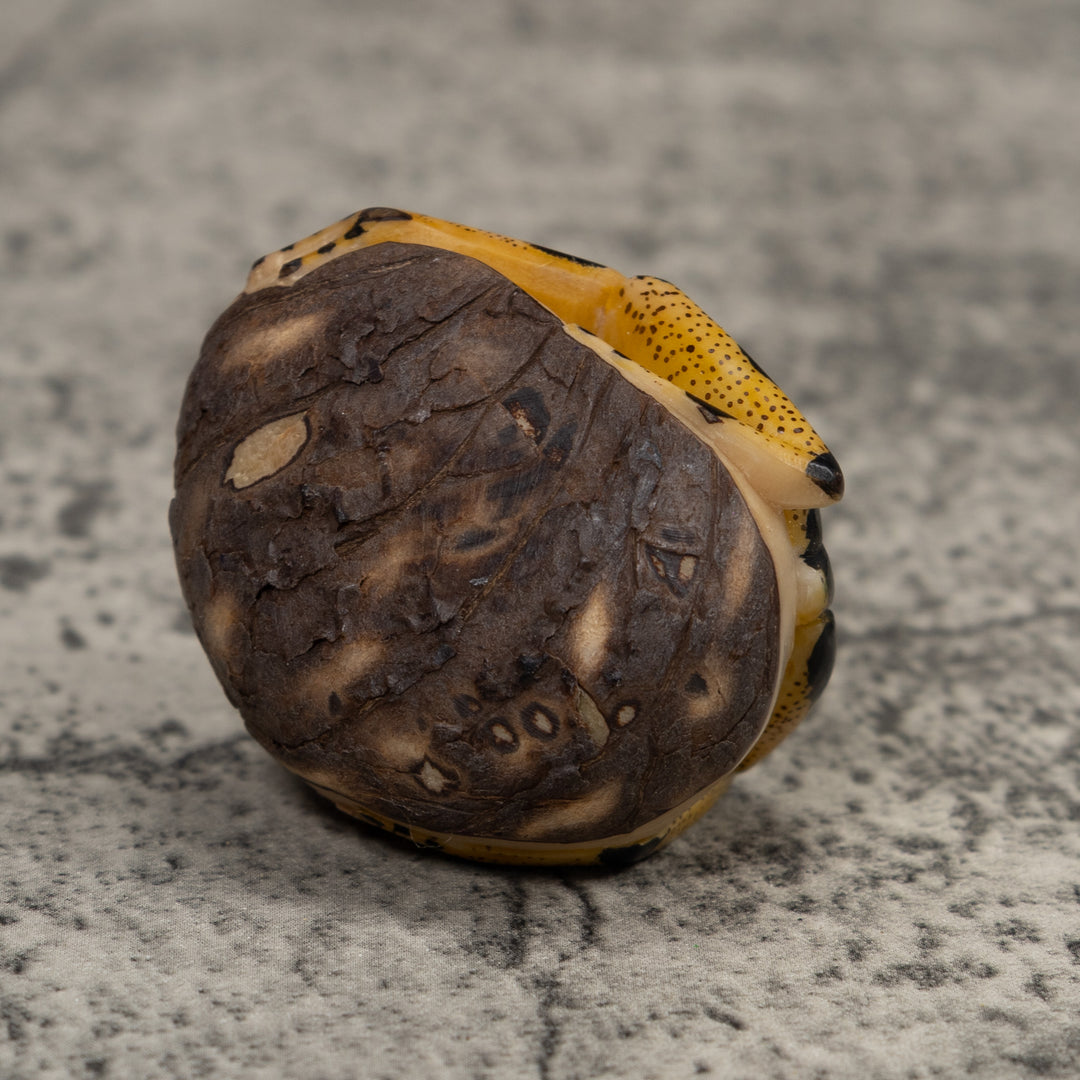 Poison Dart Frog Tagua Carving