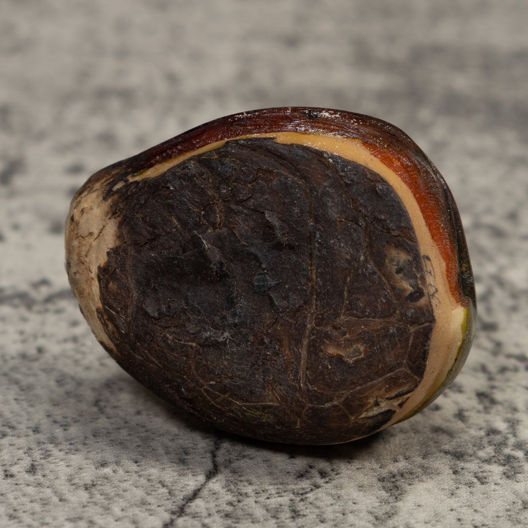 Rainforest Coatimundi Tagua Carving