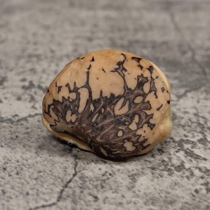 Vintage Gecko Lizard Reptile Tagua Carving