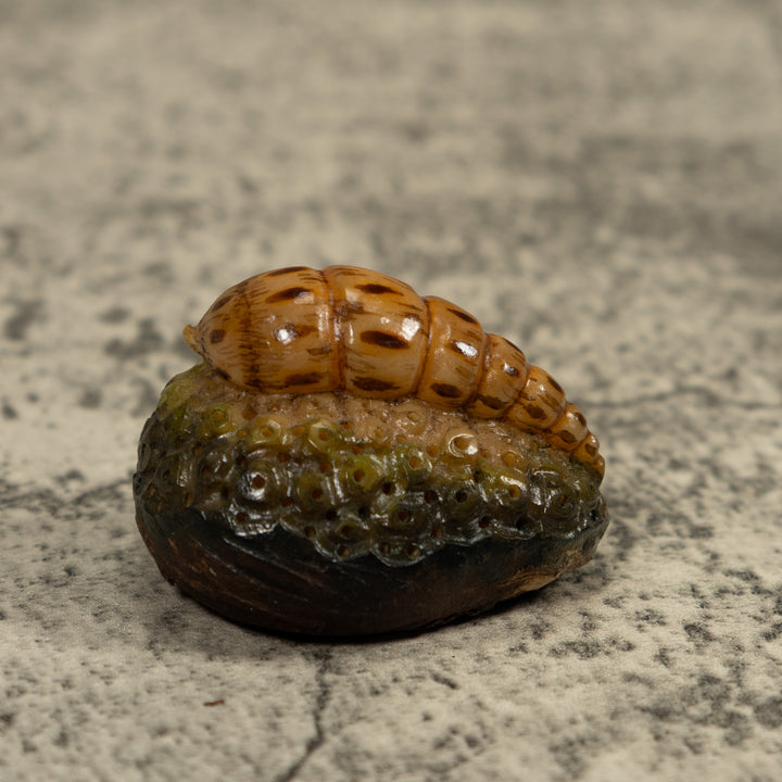 Catapillar Tagua Carving