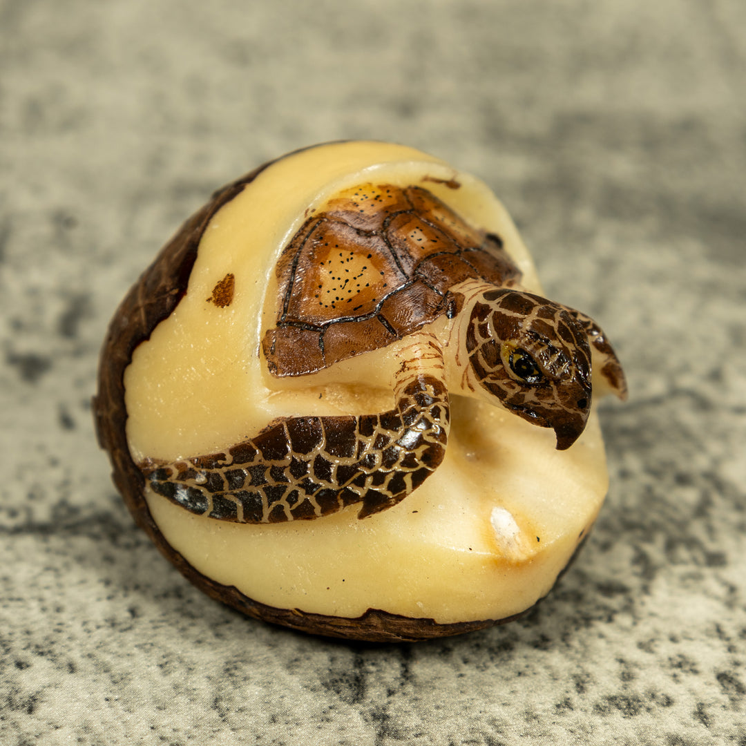 Sea Turtle Emerging From Egg Tagua Carving