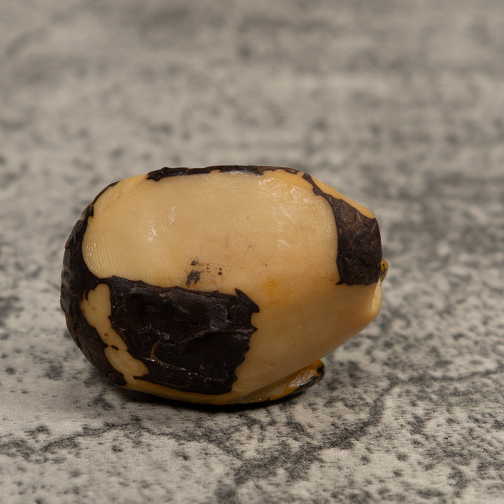 Vintage Sea Turtle Tagua Carving