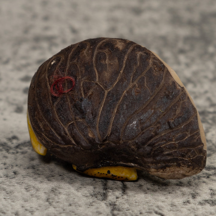 Poison Dart Frog Tagua Carving