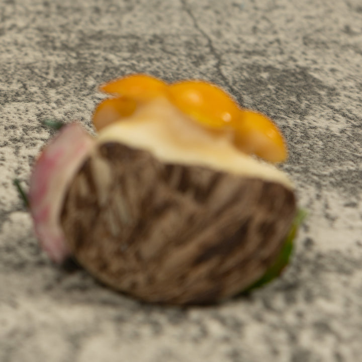 Hummingbird Tagua Carving