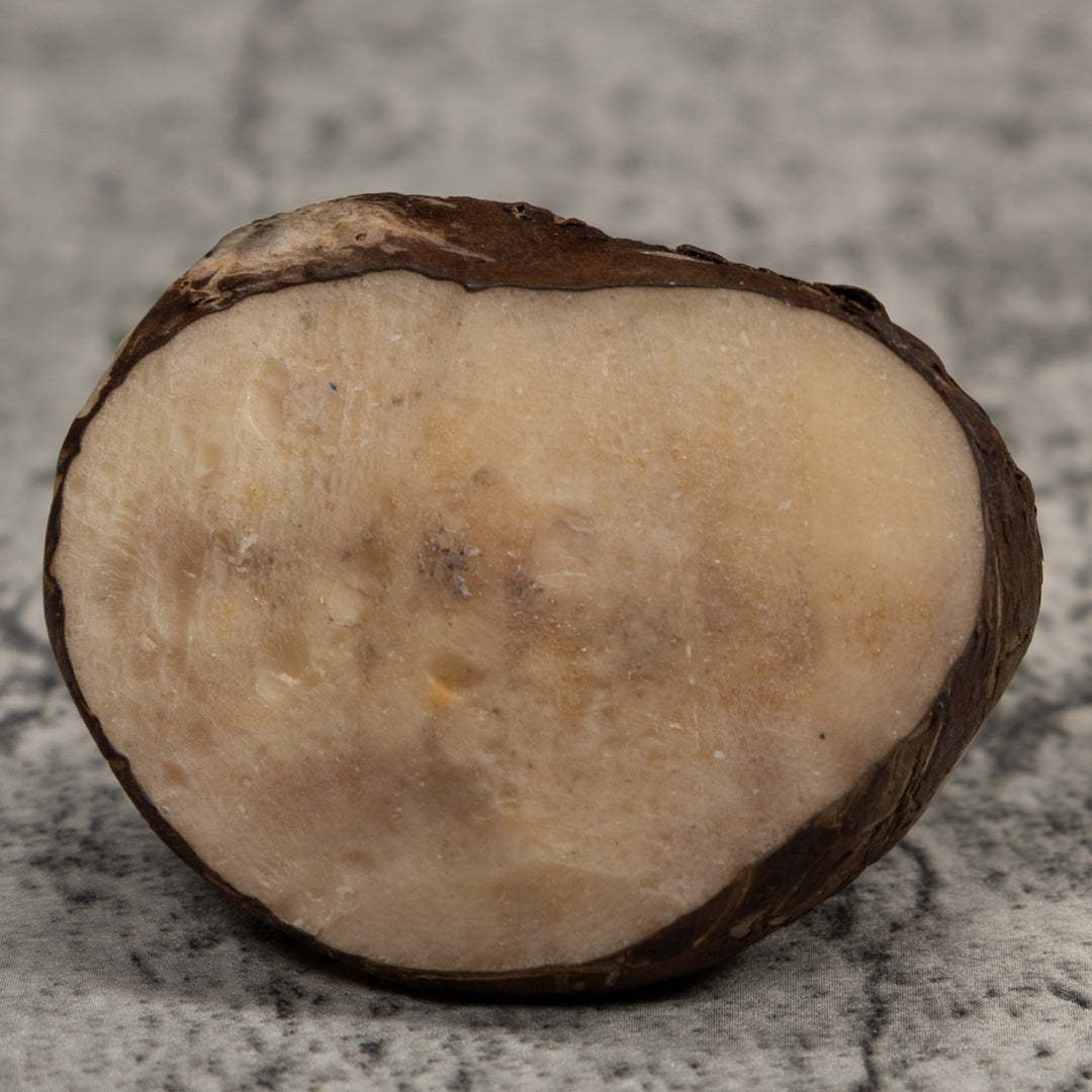 Vintage Blue Poison Dart Frog Tagua Carving