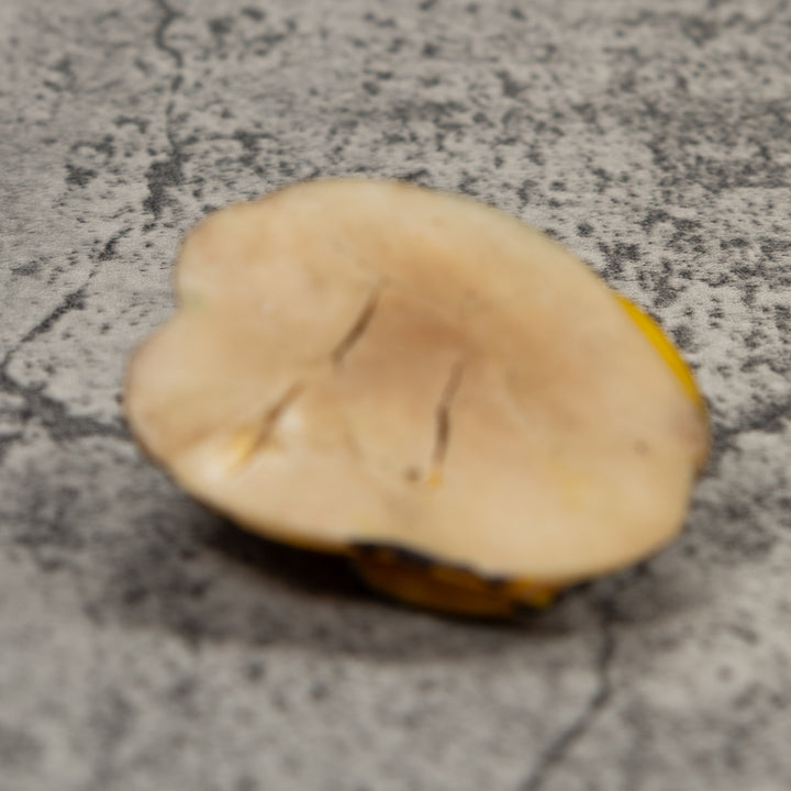 Vintage Poison Dart Frog Tagua Carving