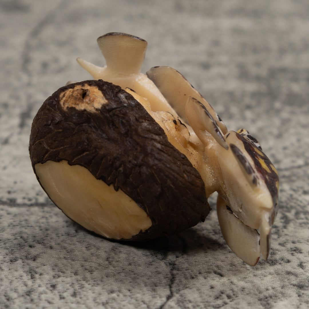 Double Sea Turtle Tagua Carving