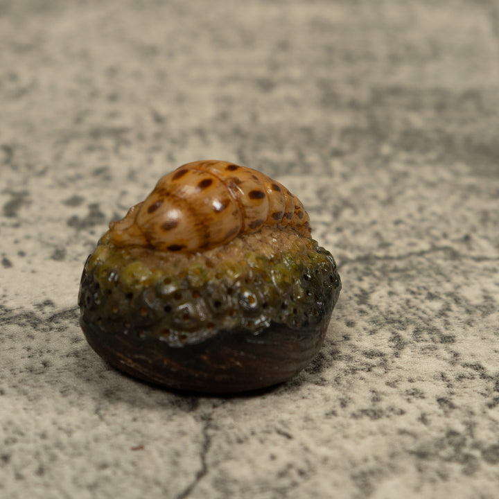 Catapillar Tagua Carving