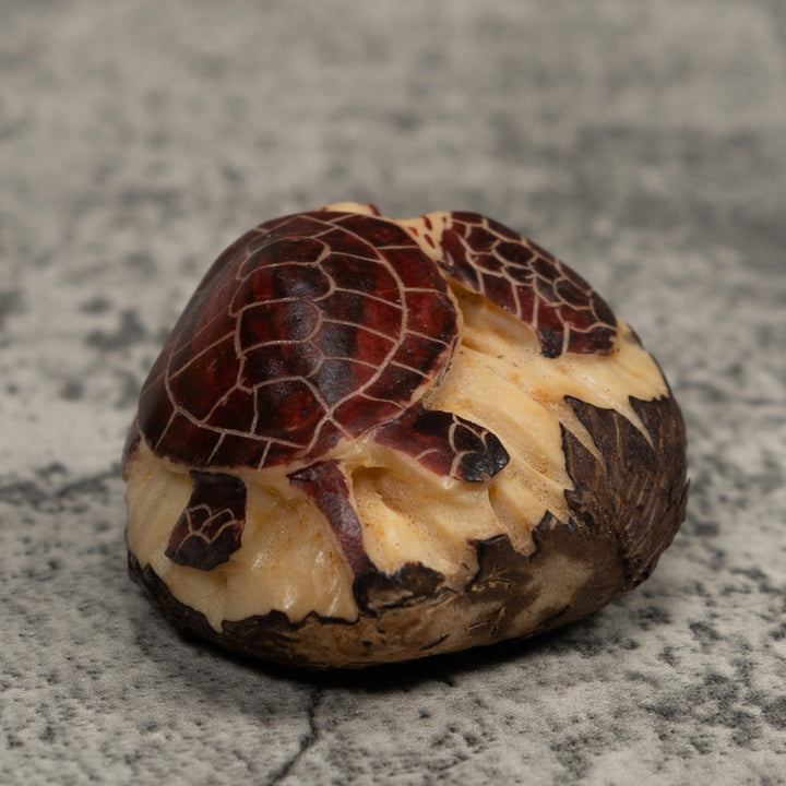 Sea Turtle Tagua Carving