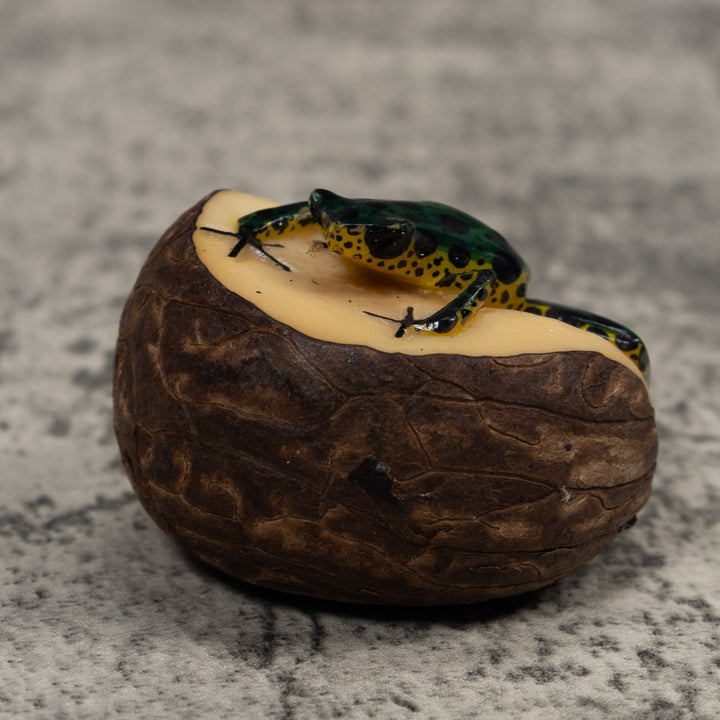 Poison Dart Frog Tagua Carving