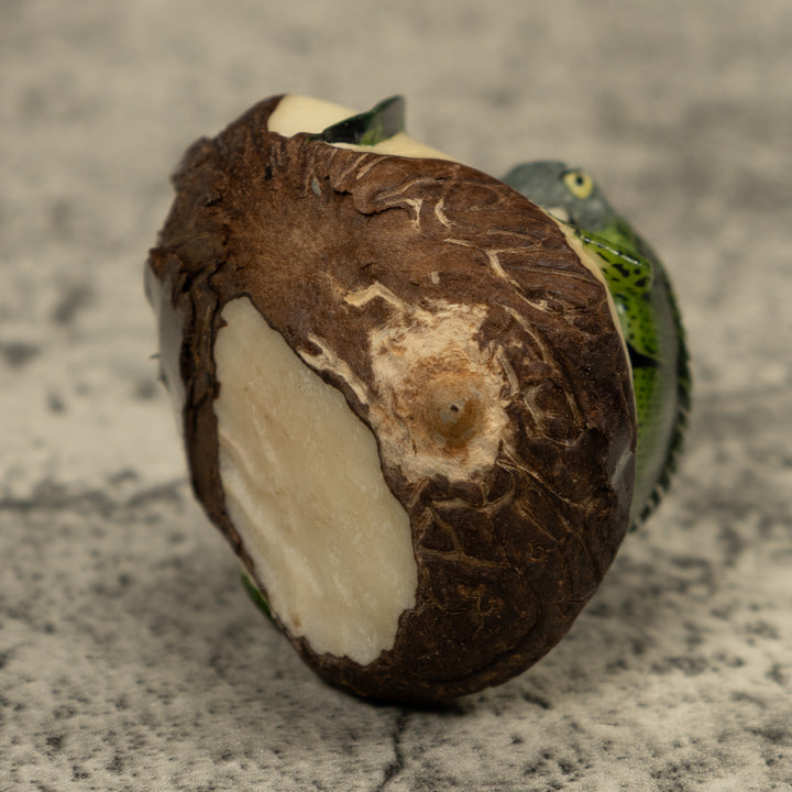 Iguana Lizard Reptile Tagua Carving