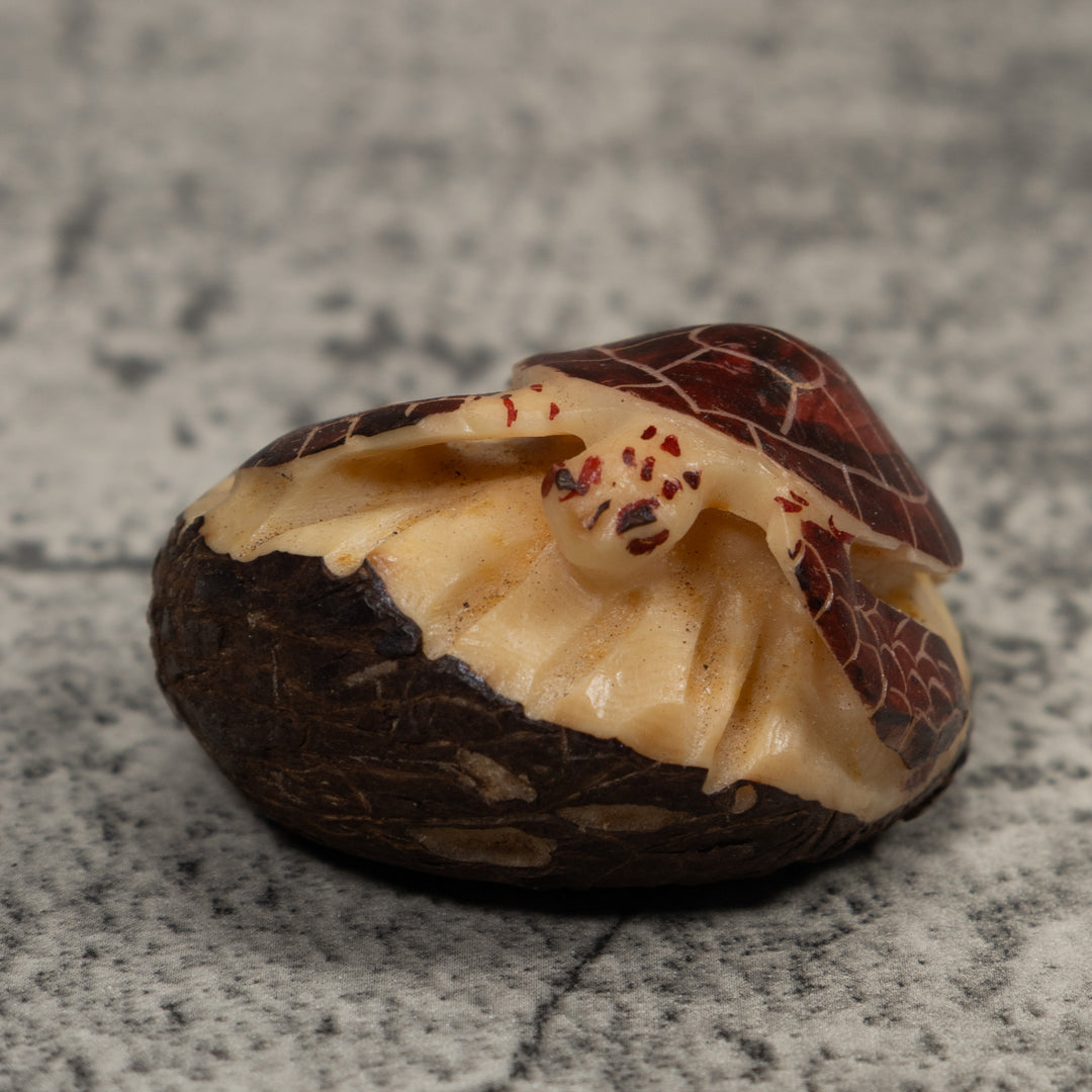 Sea Turtle Tagua Carving